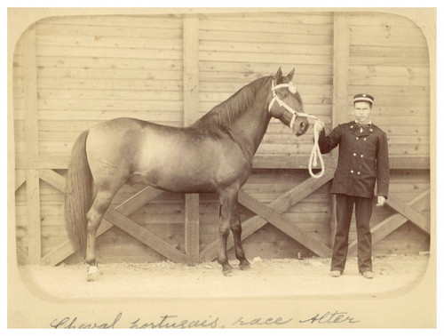 Cheval portugais race alter - cheval, portugais,