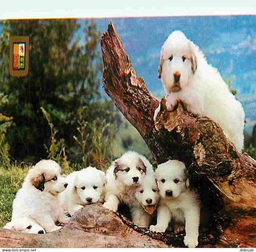 Carte postale animaux - carte,