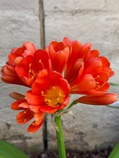 1 live - Rooted, Clivia
