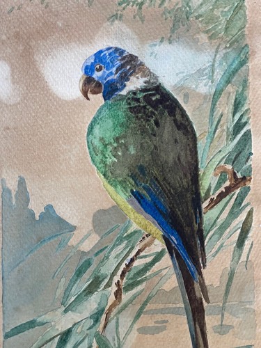 Aquarelle perroquet dans - , la