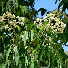 Tetradium daniellii - Arbre à