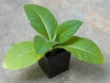 TABAC VIRGINIA GOLD, 50