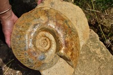 géante Hammatoceras speciosum cappucinum ammonite toarcien de Caen 330 mm