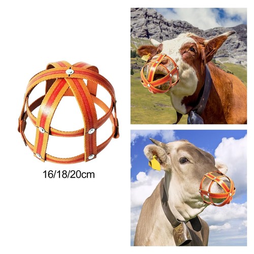 Museau pâturage cheval - de,