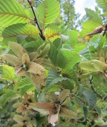 Charme commun carpinus - charme, -carpinus