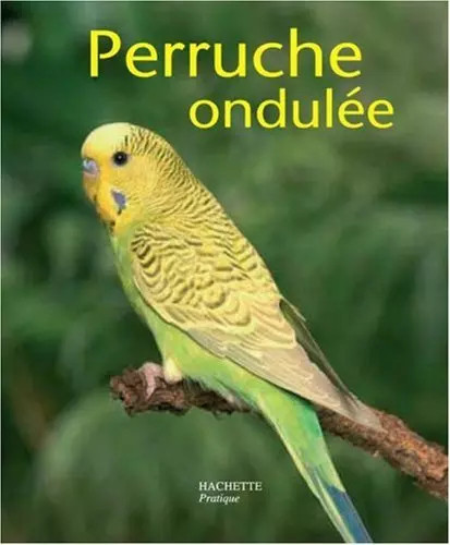 Perruche ondulée bien - la, :