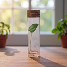 Alocasia Brisbanensis en hydroponie dans un tube en verre