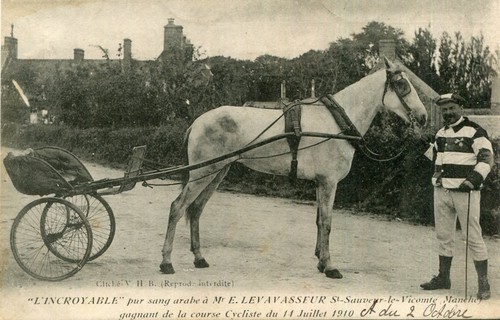 Incroyable cheval pur sang - cheval,