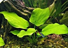lot x 3 petite echinodorus
