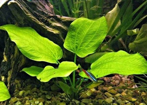 Lot petite echinodorus - lot,