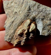 TRILOBITE DÉVONIEN DES ARDENNES , ASTEROPYGE