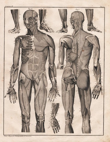 Lithographie anatomie - de, l'anatomie