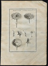 1719 - Dent de Lion (Dens Leonis) - Gravure ancienne de Botanique (Tournefort)