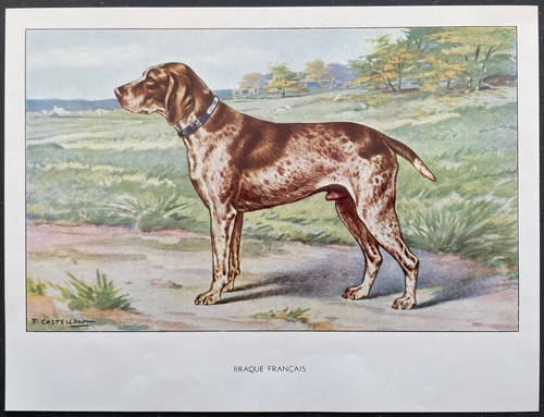 Braque français reproduction - français,