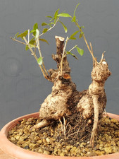 Bonsaï olivier 28 x 25 cm en
