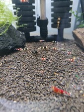 Lot 10 ++ crevettes Taiwan bee mix 