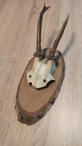 Ancien vrai crâne avec - crâne,