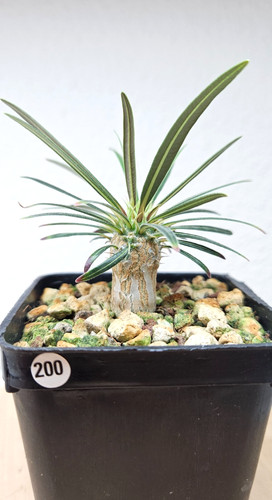 Pachypodium rosulatum ssp