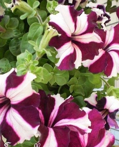 Surfinia pétunia violet - ♫, 'violet