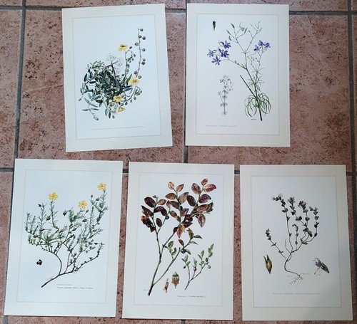 planche botanique