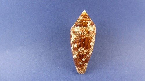 Coquillage conus aureus - conus,