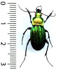 Carabidae – CARABUS CANCELLATUS CARINATUS, CELTICUS - Entomologie  insecte 1670K