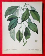 LAURIER CAMPHRIER - PLANCHE BOTANIQUE / HERBORISTERIE DÉCO VINTAGE BON ÉTAT