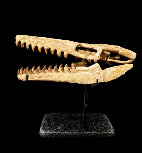 Museum display massive - museum,