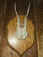 Massacre  trophée de chevreuil avec crâne monté sur écusson en bois