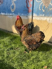  poule Wyandotte grande race