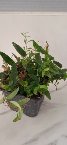 Ficus punctata plante - ficus, –