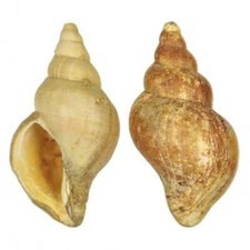 Coquillage neptunea contraria