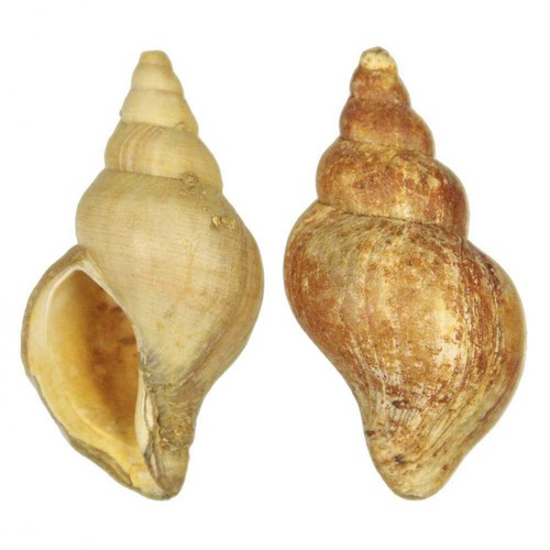 Coquillage neptunea contraria