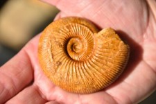 RARE ammonite Discosphinctes tintanni Madagascar