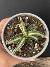 RARE! Agave Horrida Mediopicta