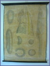 affiche scolaire planche pédagogique anatomie & développement l'amphioxus 19ème 