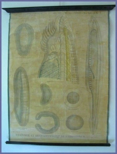 Affiche scolaire planche - affiche,