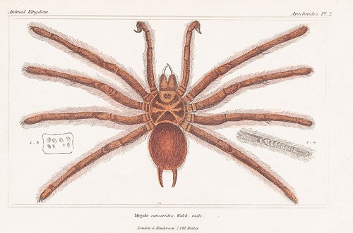 Mygale cancerides araignées - cancerides,