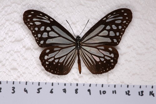 Parantica meleneus planiston
