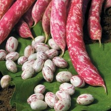 Lot De 3x40 Graines De Haricot