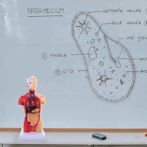 Modèle pédagogique - modèle,