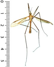 Diptera, Tiipulidae - TIPULA