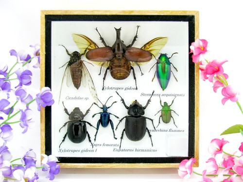 Insectes exotiques réel - 3d,