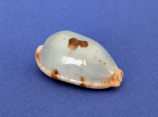 Cypraea Diauges Salaryensis 28,6 mm Gem Madagascar " Beau et grand spécimen "