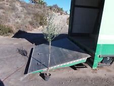 Olivier, Olea europaea environ 130-150 cm de haut