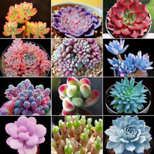 100 pièces de plantes succulentes Witchford Lithops graines, graines de cactus