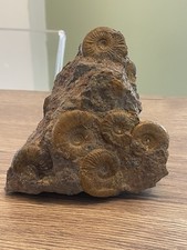 ammonites sur gangue origine