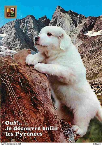 Carte postale animaux - -,
