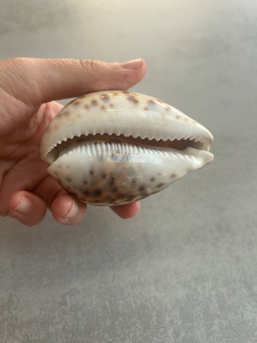 coquillage collection