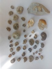 Superbe Lot De  Fossiles /
